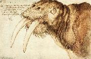 Walrus Albrecht Durer